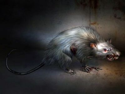 Крыса. Источник - feartime.ru